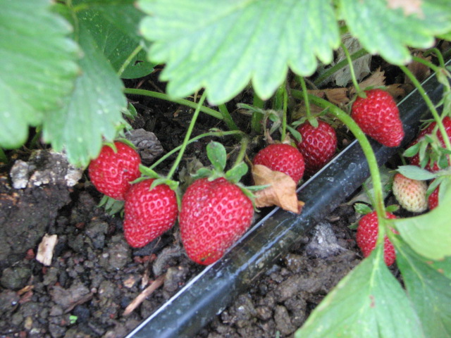 Strawberries